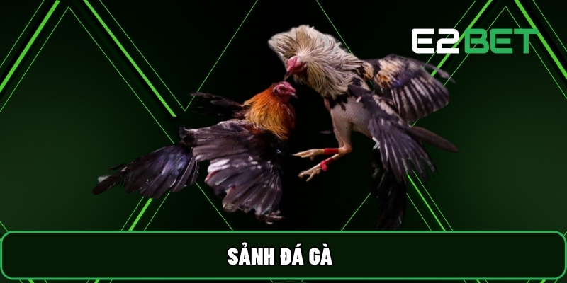 E2BET⚡️Trang Chủ E2BET.COM | Đá Gà Trực Tiếp +888K 25 Sảnh Đá Gà