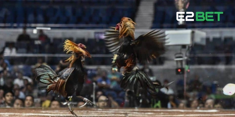 Đá Gà Cựa Dao – Trận Đấu Máu Lửa, Cược Nổ Từng Giây Tại E2BET 2 Đá gà cựa dao đầy kịch tính mang đến những phút giây hồi hộp