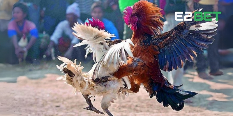 Đá Gà Đòn Mỹ - Trận Đấu Kịch Tính Thưởng Lớn Mỗi Ngày Tại E2BET 2 Đá gà đòn Mỹ mang đến chiến thuật và sự kịch tính cực độ