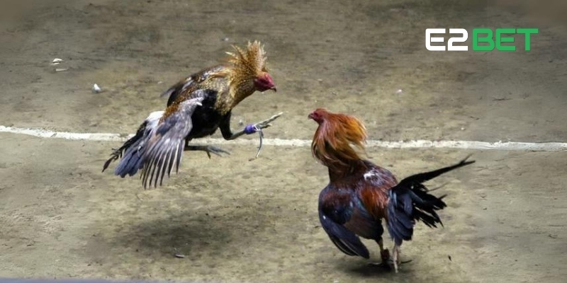 Kèo Wala Là Gì? Giới Thiệu Cách Cược Và Chiến Thuật Thắng Cùng E2BET 2 Kèo Wala mang đến cơ hội cá cược hấp dẫn và dễ dàng thắng lớn