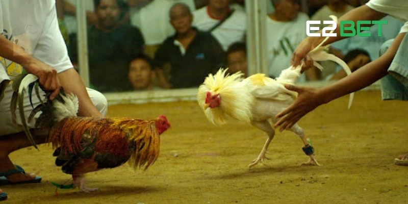 Kèo Wala Là Gì? Giới Thiệu Cách Cược Và Chiến Thuật Thắng Cùng E2BET 4 Kèo Wala là gì? Dựa vào yếu tố trận đấu để nhận diện kèo hiệu quả